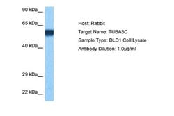 TUBA3D Rabbit anti-Human, Polyclonal, Novus Biologicals 0.1 mL | Buy Online | Novus Biologicals | Fisher Scientific